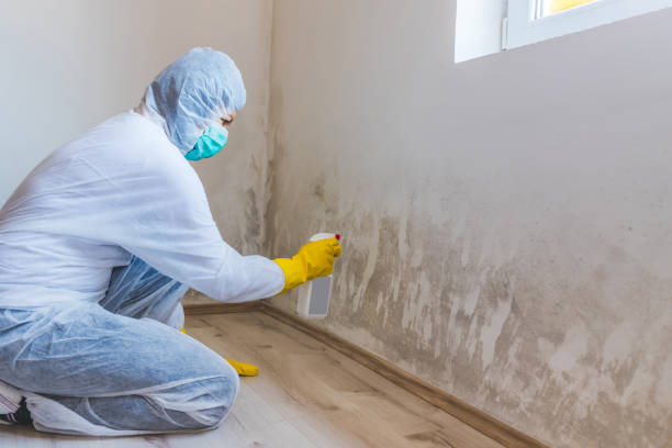 Licensed Basement Mold Removal service in Riverton, NJ - WQB Mold Removal