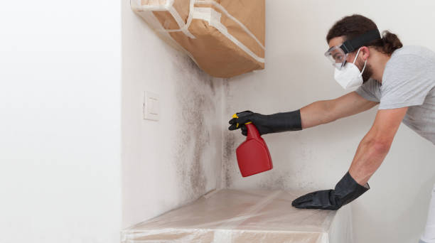 Professional Basement Mold Removal technician working in Riverton, NJ