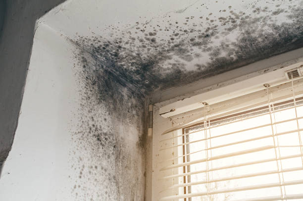 Affordable Basement Mold Removal solutions in Riverton, NJ