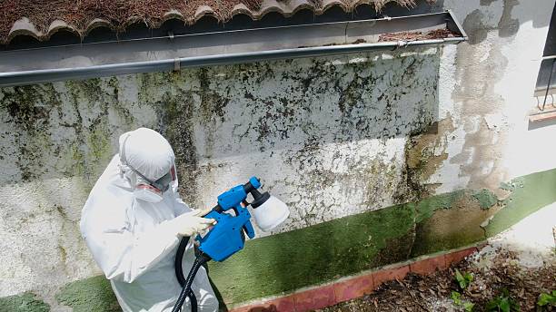 Top rated local Basement Mold Removal specialists in Riverton, NJ